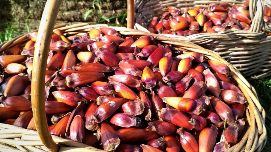 Pinh&atilde;o  S&atilde;o Francisco de Paula