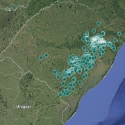 PLANTIOS FLORESTAIS RS   ACACIA