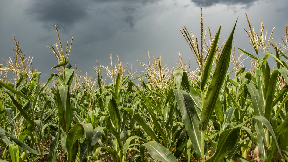 agricultura milho 04
