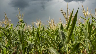 agricultura milho 04