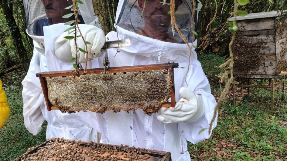 Colheita de mel   foto Gladimir Ramos de Souza   extensionista EmaterRS Ascar 3000