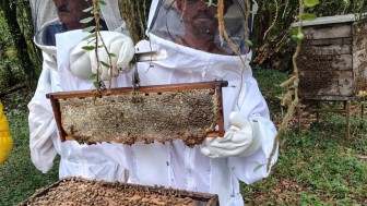 Colheita de mel   foto Gladimir Ramos de Souza   extensionista EmaterRS Ascar 3000