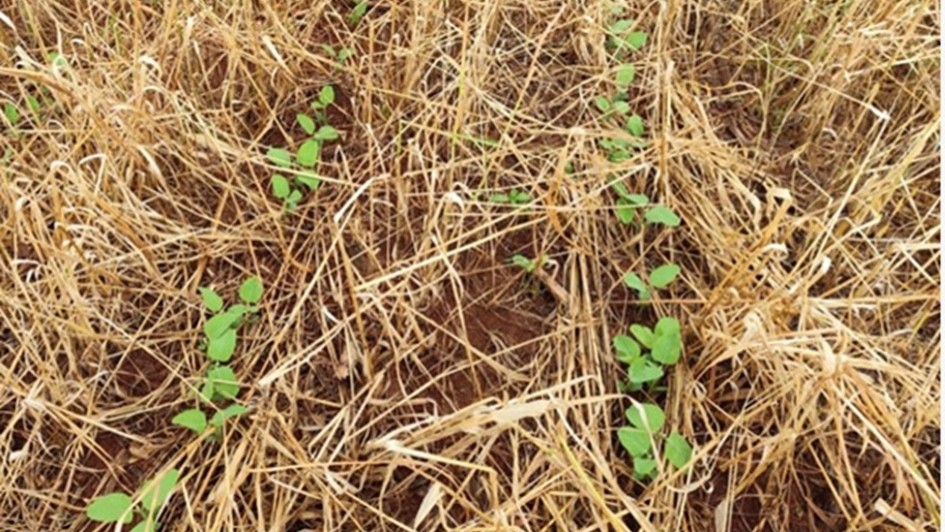 Plantas de soja na fase de emerg ncia em S o Miguel das Miss es   Divulga  o EmaterRS Ascar