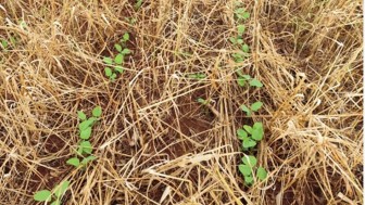 Plantas de soja na fase de emerg ncia em S o Miguel das Miss es   Divulga  o EmaterRS Ascar