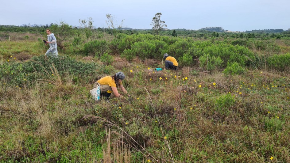 Plantio de butia-da-praia no Parque Estadual de Itapeva, em Torres